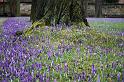 2009-03-17, erste Krokusse (2)